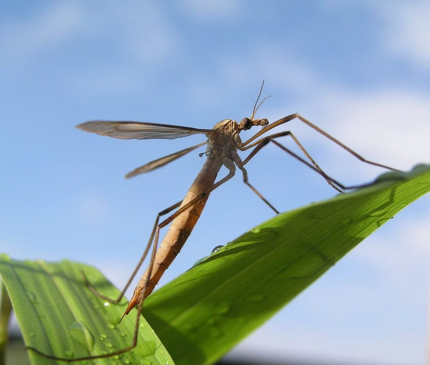 Pest Of The Month Mosquito Hawks Bayou Cajun Pest Control   Mosquito Hawk 